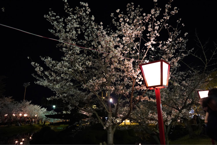 アルトラパンのサクラパン・ヨザクラパン・桜とコラボ🌸・桜とコラボ・サクラと愛車に関するカスタム事例の投稿画像5枚目