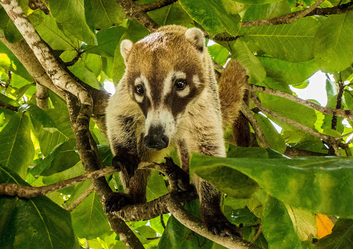 A critter in a tree in Belize.