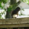 Black Phoebe