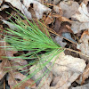 Pine needle