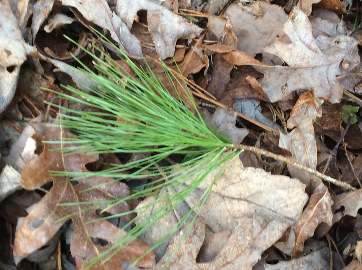 Pine needle