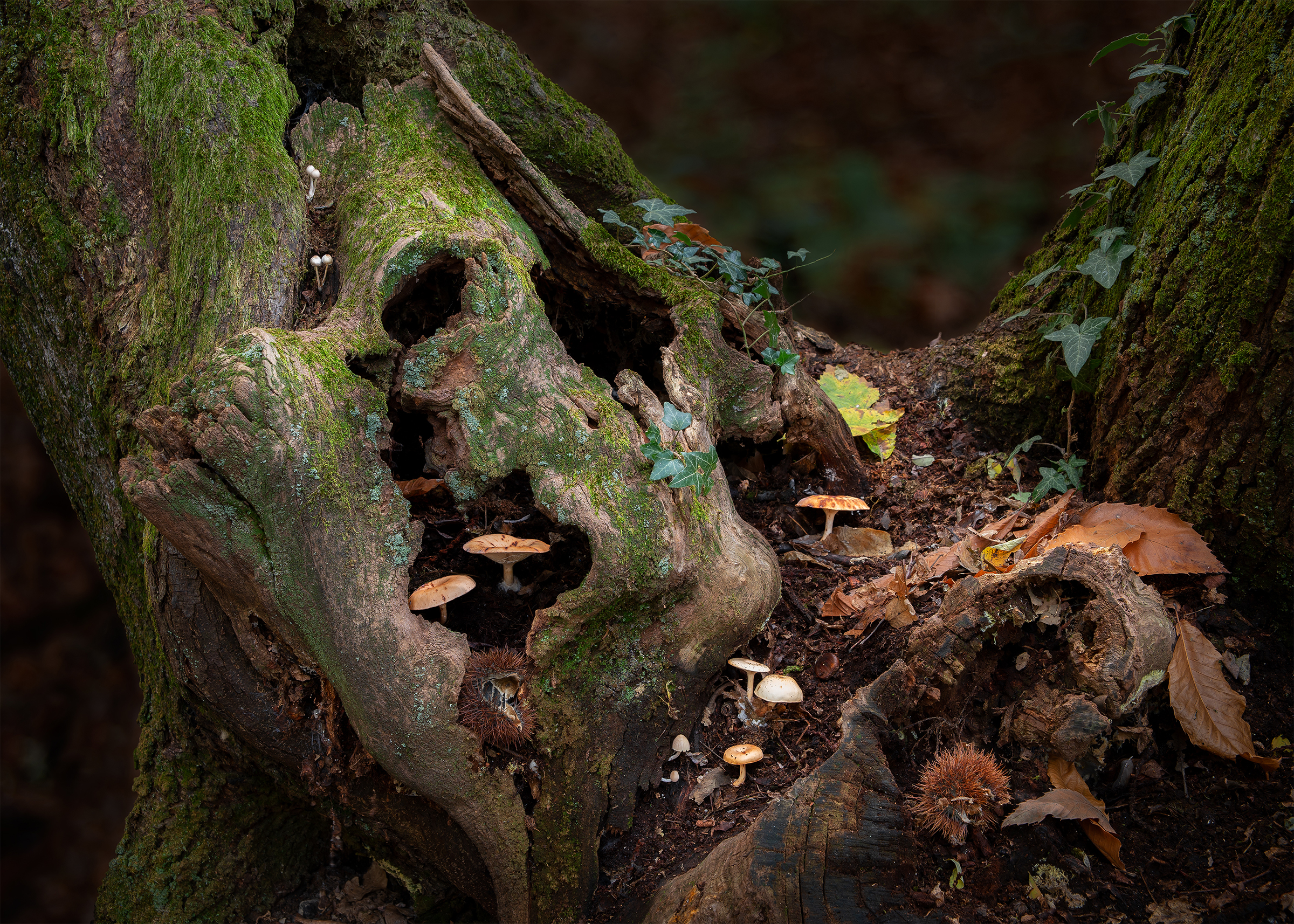 Vita nel bosco di Soldato