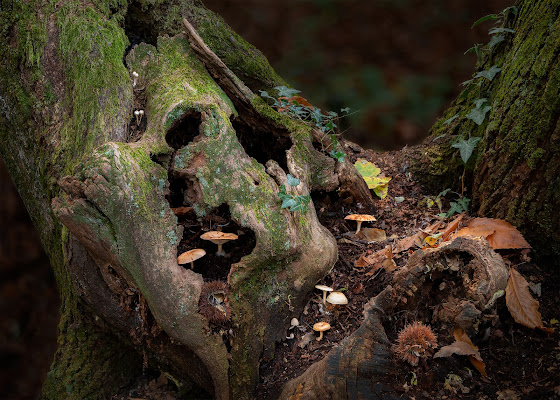 Vita nel bosco di Soldato