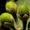 potatotree, mullein nightshade, velvet nightshade