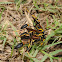 Black and yellow mud dauber