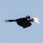 Black Hornbill