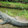 Mugger Crocodile