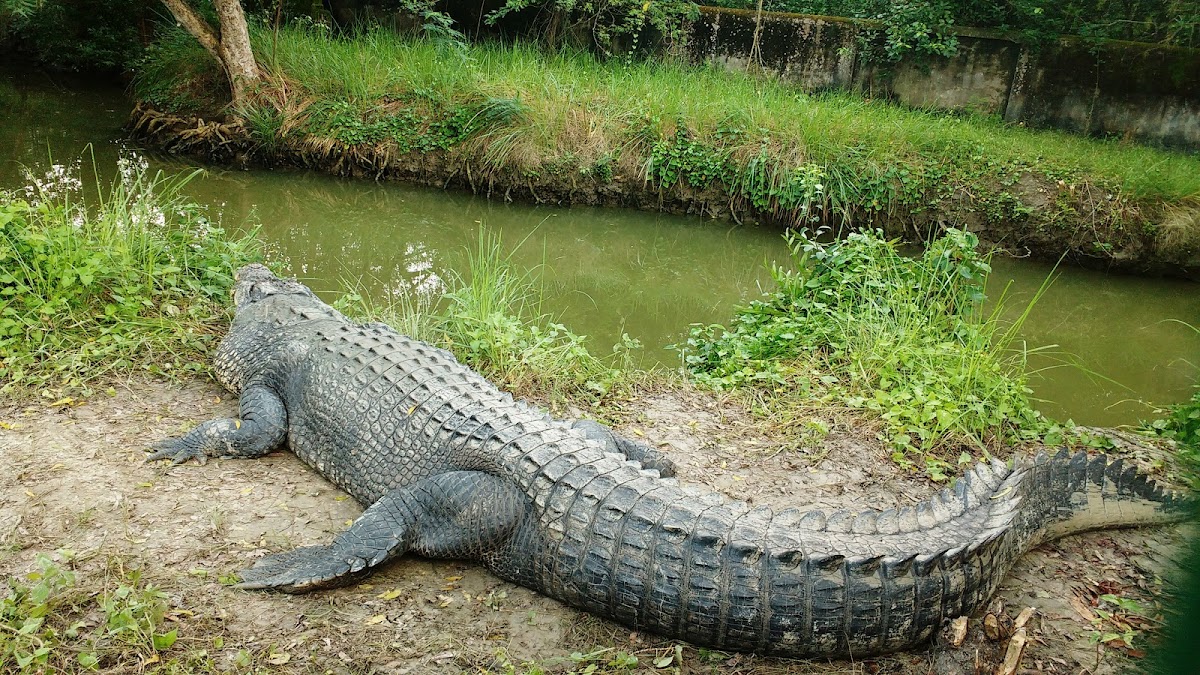 Mugger Crocodile