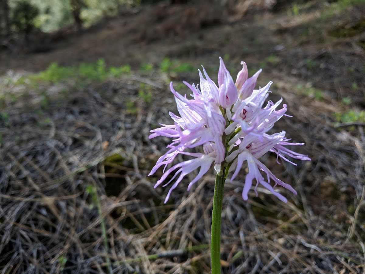 Naked man orchid