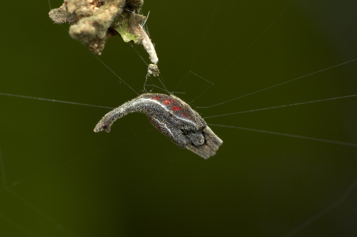 Scorpion Tailed Spider