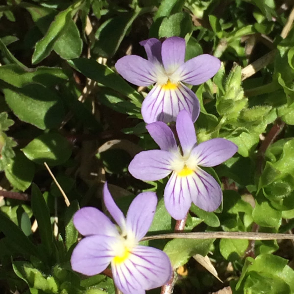 Field Pansy