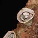 Cyathus olla