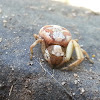 Ground crab spider