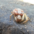 Ground crab spider