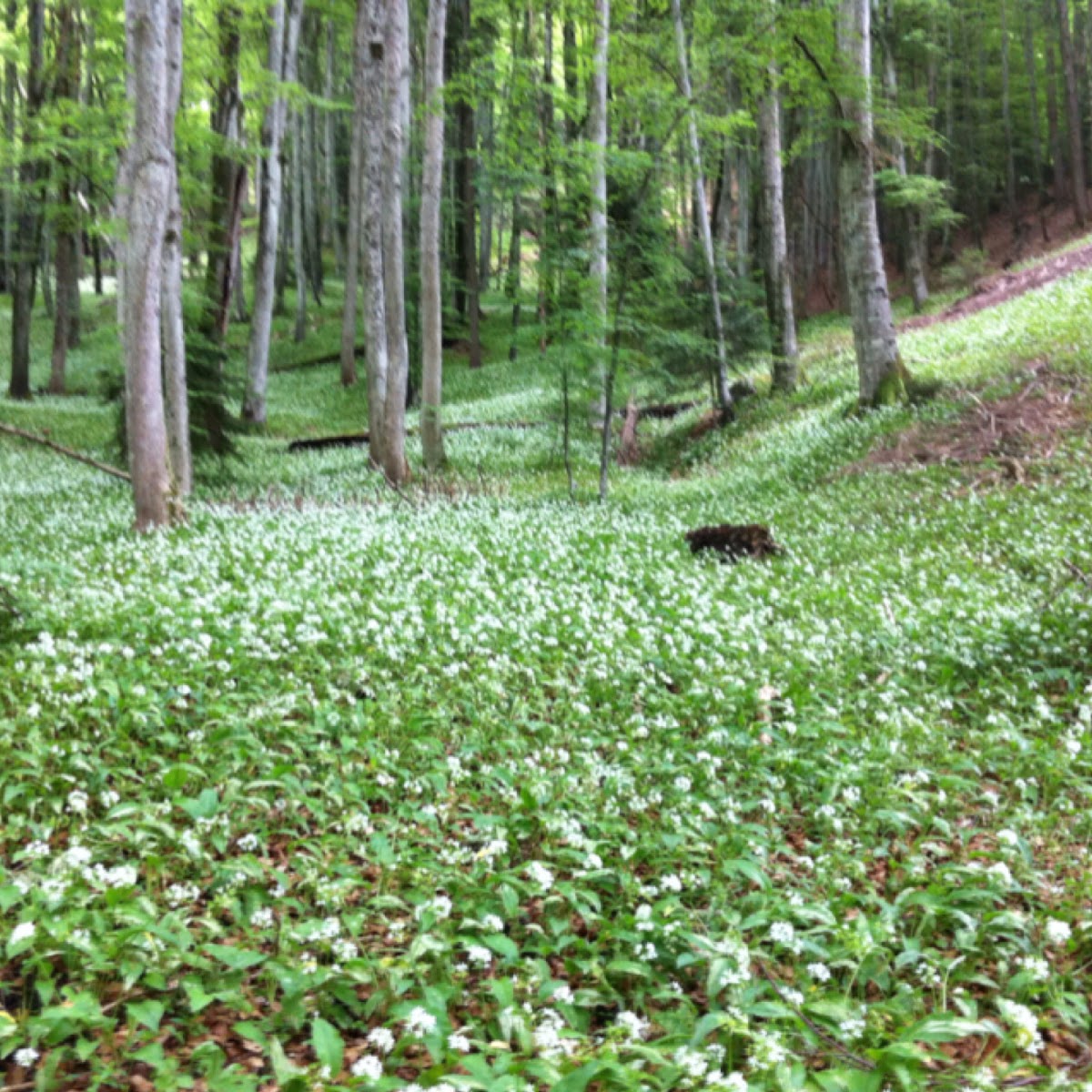 Bear garlic