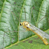 Tiger Crane Fly