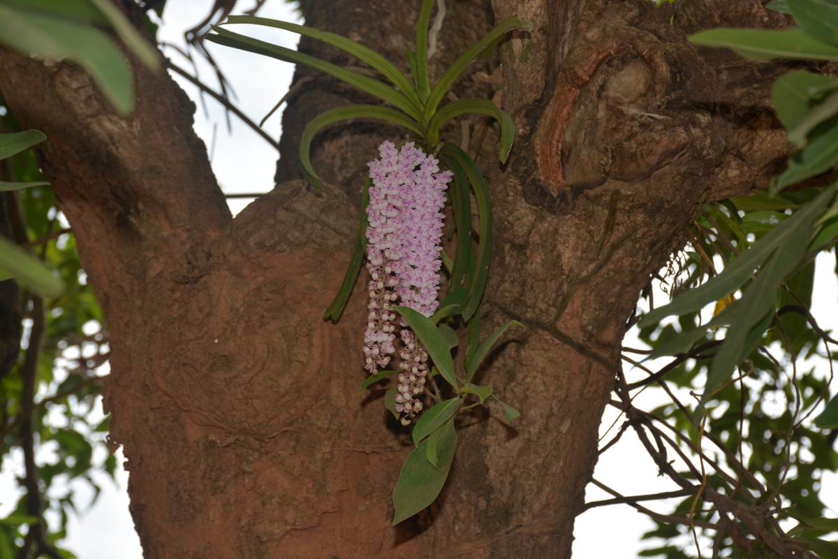 Fox tail Orchid