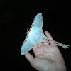 Chinese moon moth / Chinese luna moth (female)