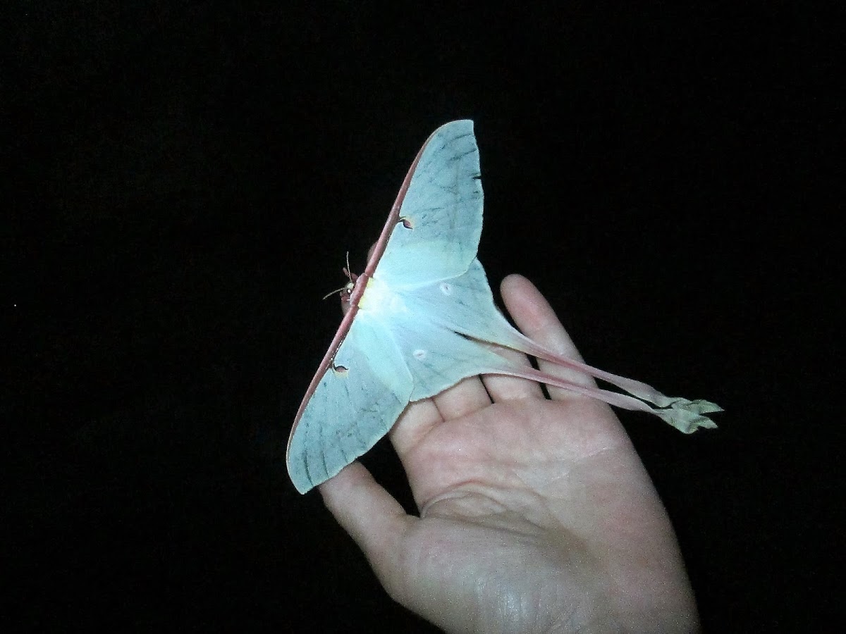 Chinese moon moth / Chinese luna moth (female)