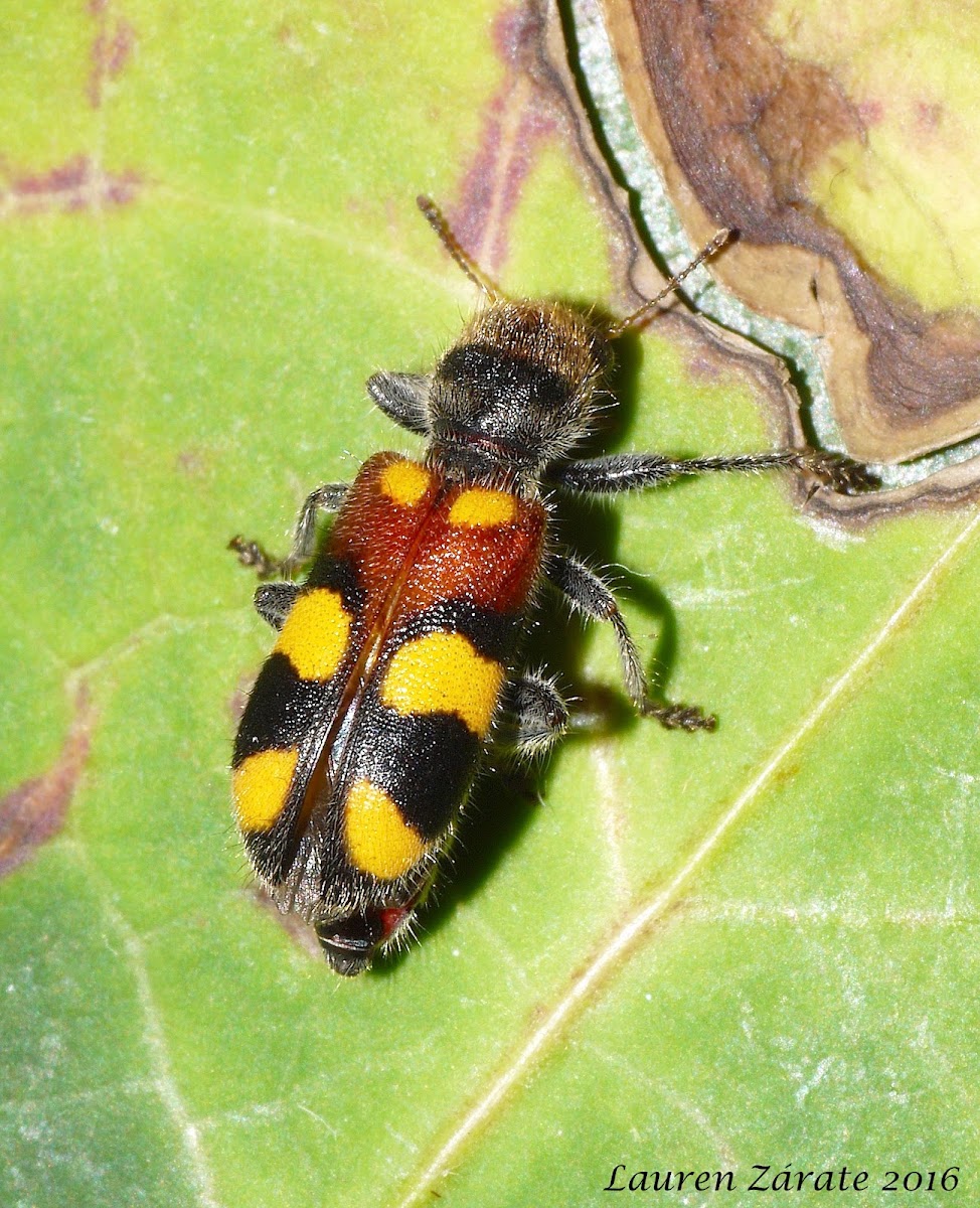 Checkered Beetle