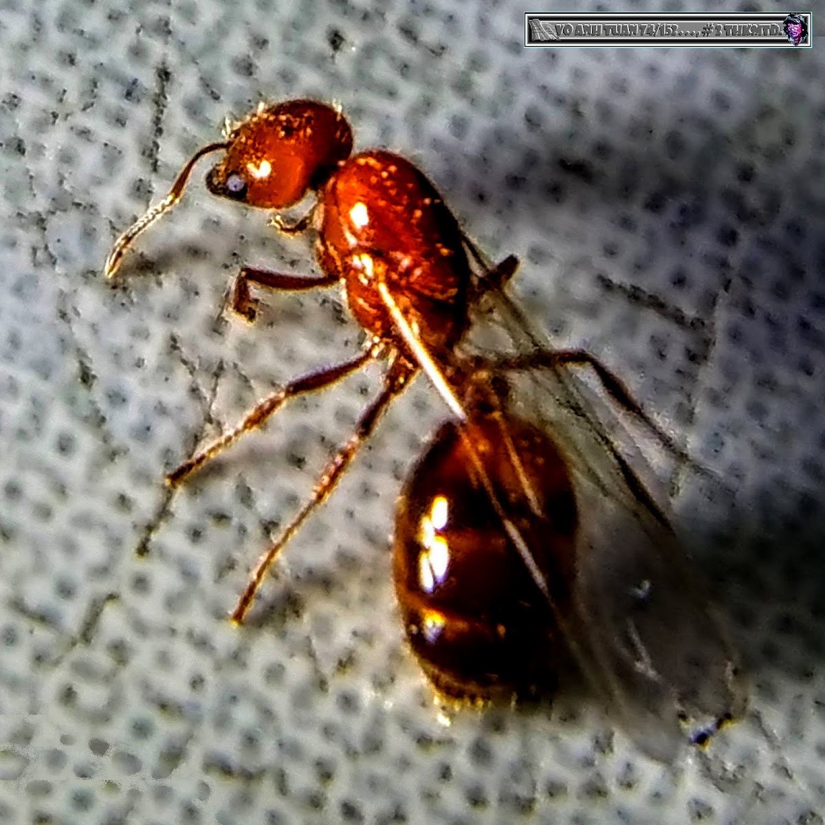 Tropical Fire Ant, Queen