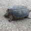 Common Snapping Turtle