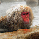 Japanese Macaque