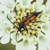 Longhorn Beetle