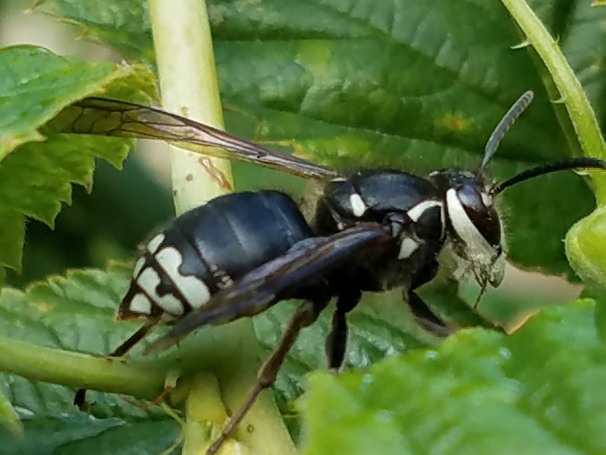 Bald-faced hornet