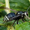 Bald-faced hornet