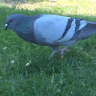 Feral pigeon