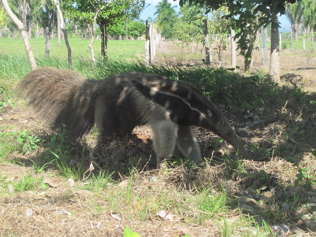 Giant anteater