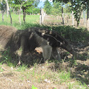 Giant anteater