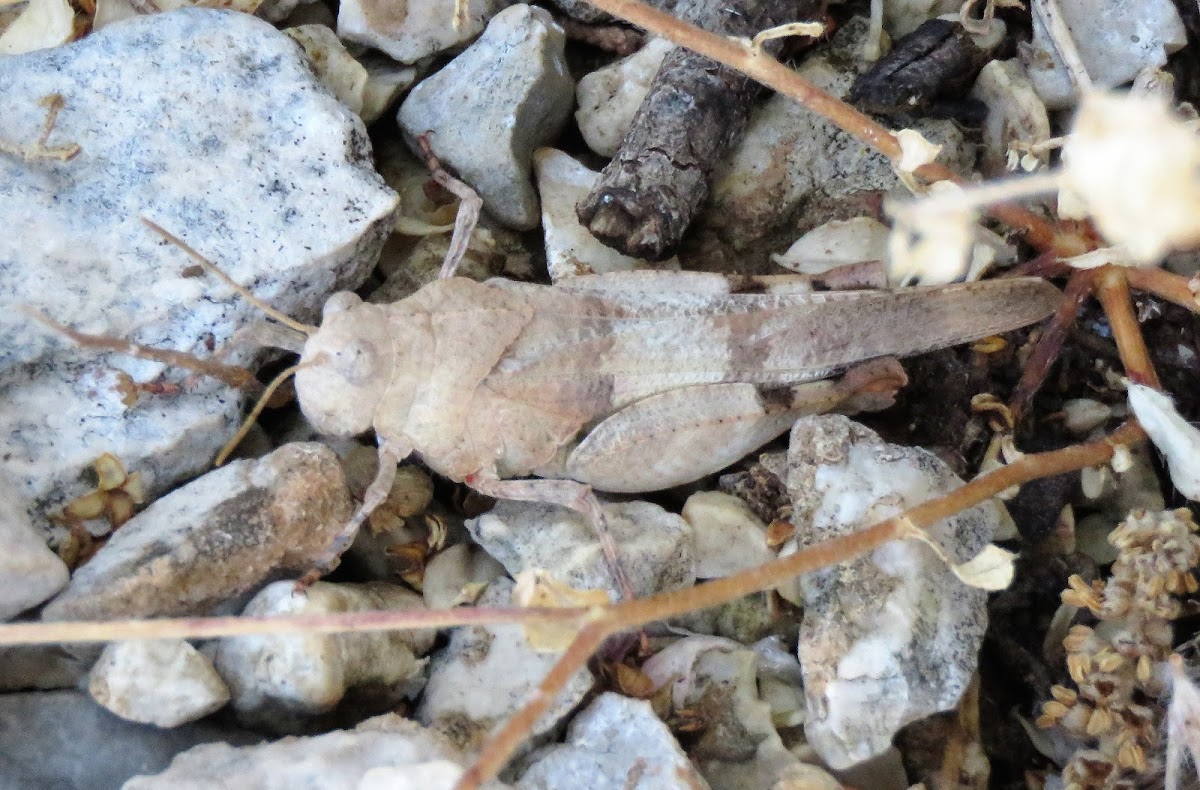 Blue-winged Grasshopper