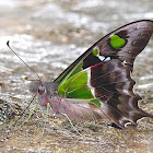 Purple Spotted Swallowtail