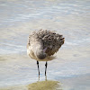 Marbled Godwit