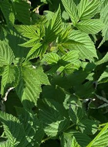 TISANE BIO FRAMBOISIER, Feuilles, (Rubus idaeus) - Marché de Solidarité  régionale