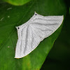 Swallowtail Moth