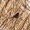 Sardinian Warbler; Curruca Cabicinegra