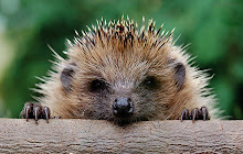 Hedgehogs Cute HD Wallpaper New Tab small promo image