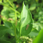 Eggs Of Butterfly