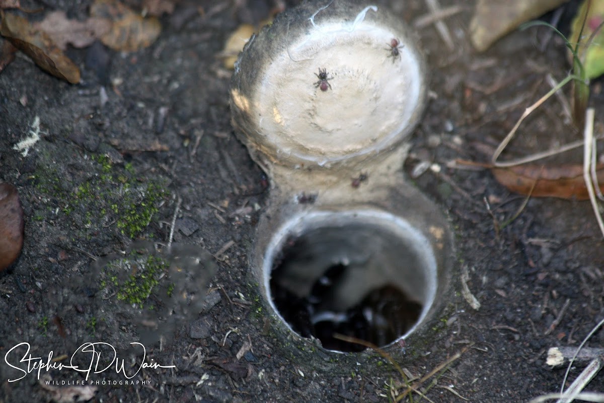 Trapdoor spider