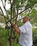 Professor Wilhelm de Beer takes samples from a tree in the Garden Route Botanical Garden.