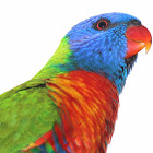 Rainbow lorikeet