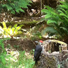 Pileated Woodpecker