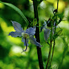 American Bellflower