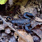 Australian Rainforest Scorpion