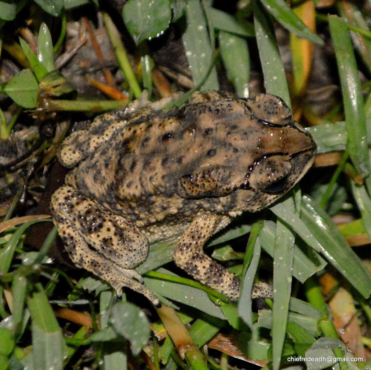 Asian Common Toad