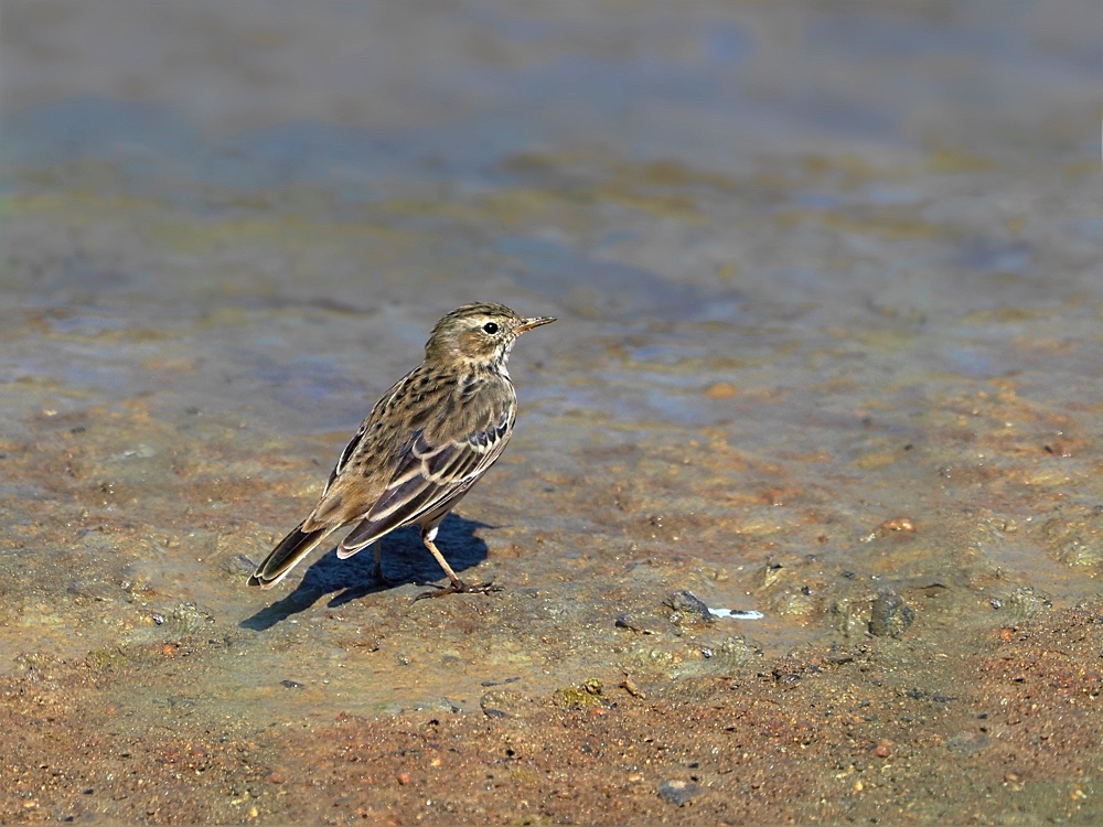 Bisbita común (Meadow pipit)