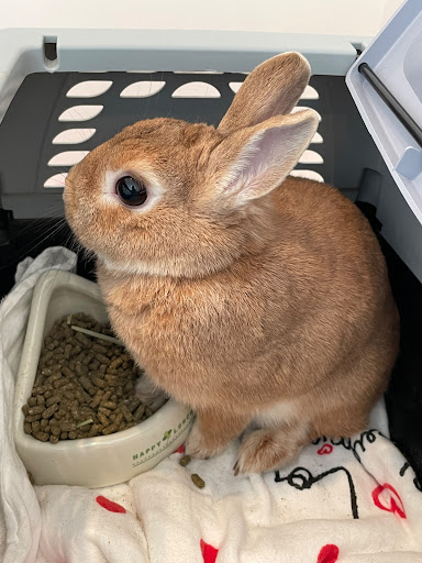 うさぎのもも